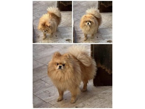 Pomeranian boo yavrumuz