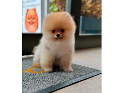 Pomeranian boo yavrular scrli safkan