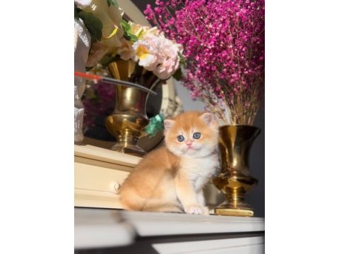 Altın parlaklığında golden british shorthair 