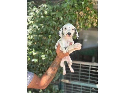 Dalmaçyalı yavru köpekler