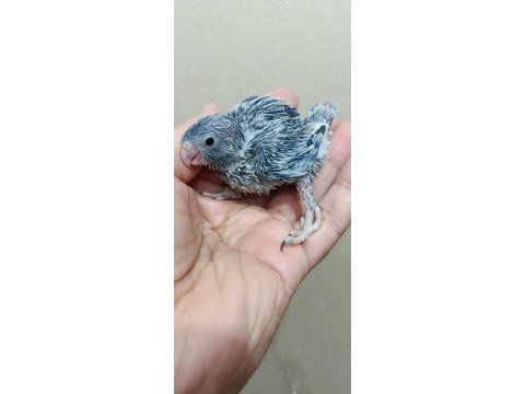 Erkek cep papağanı forpus