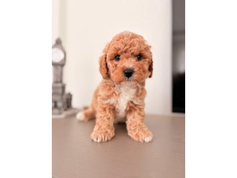 Toy poodle bebekler