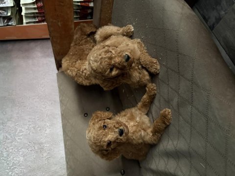 Giant (dev) poodle yavruları burkemden