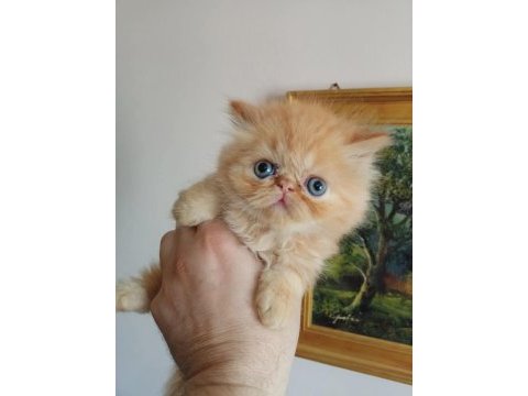 Exotic shorthair ve longhair dişi erkek yavrular