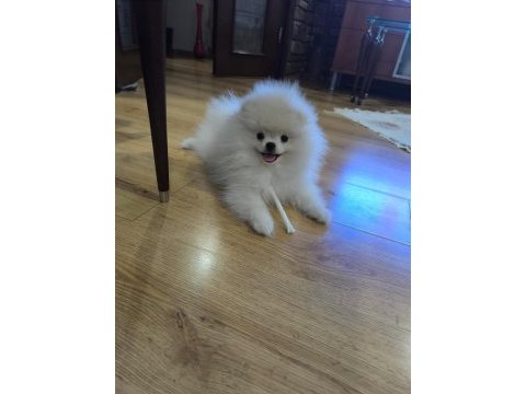 3.5 aylık pomeranian yavrularımız