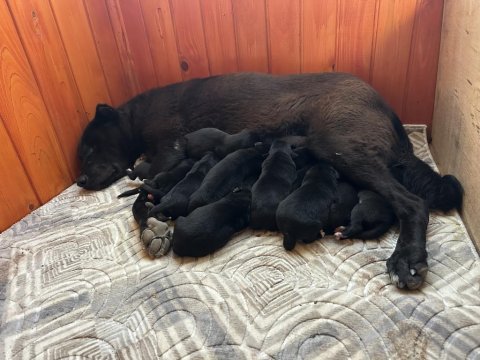 Haymana karası 4 dişi ve 4 erkek