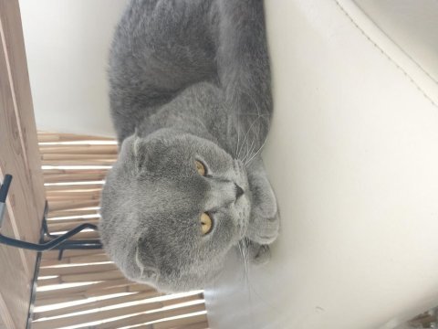 Acil sahiplendirme 2 yaşında scottish fold