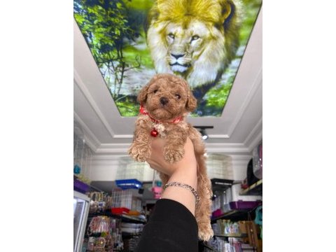 Güzel maltipoo bebekler
