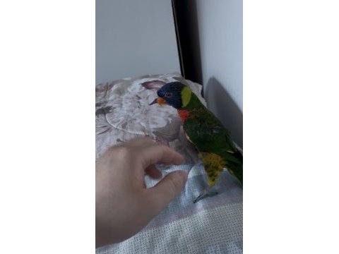 Konuşan full evcil lori böylesi yok