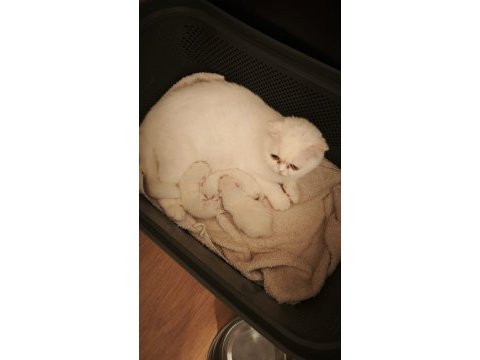 Bristh longhair bristh shorthair scotish tabby
