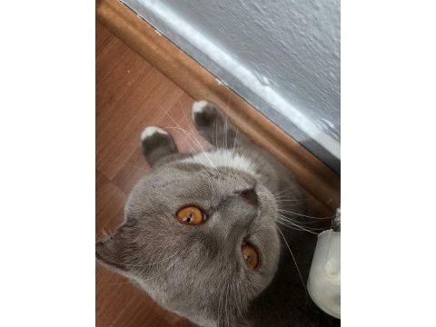 Çok tatlı 1.5 yaşında bir erkek scottish fold