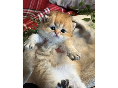 Yüksek kalite golden british longhair