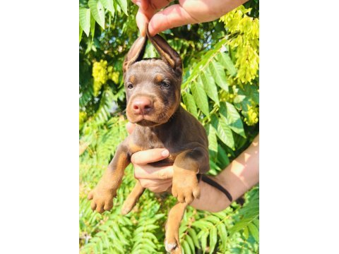 Kaliteli doberman yavrular