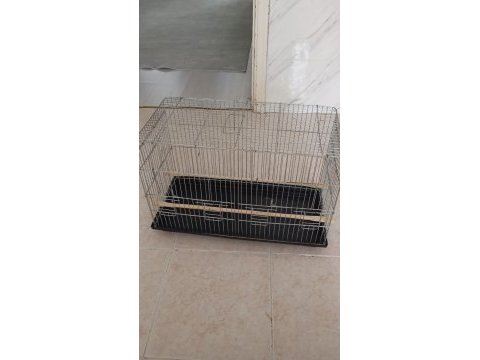 Yeni yeme düşecek sultan papağanı ailenin tek yavrusu