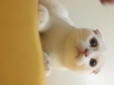 Scottish fold