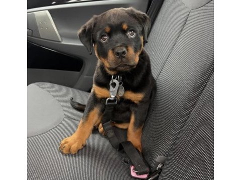 Rottweiler yavru