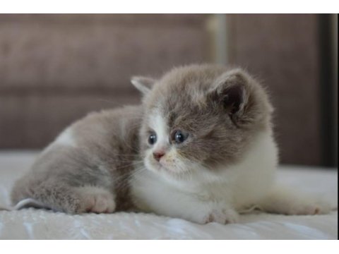Muhteşem safkan british shorthair