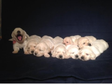 Golden retriever adrese teslim kapıda ödeme yapabilirsiniz