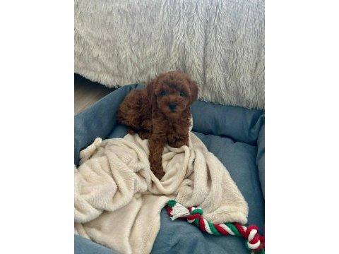 Kore toy poodle red