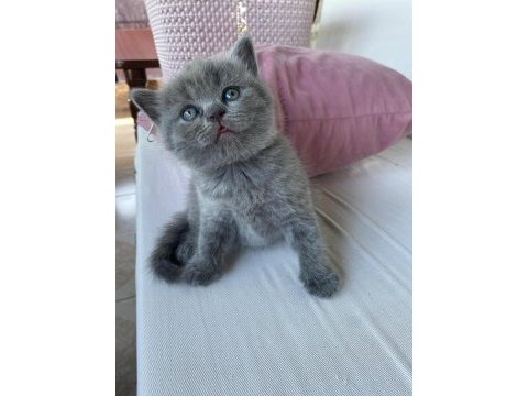 British shorthair yavrularımız