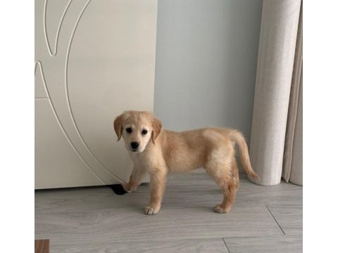 Golden retriever erkek yavru eğitimli