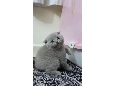 Çok sevecen scottish fold uyguna verilecek