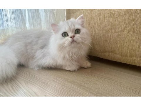 British longhair zümrüt yeşili eye