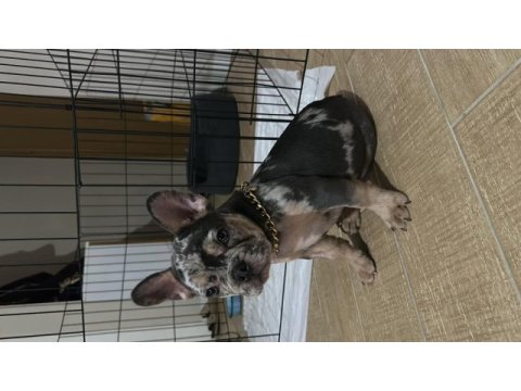 7 aylık french bulldog özel renk