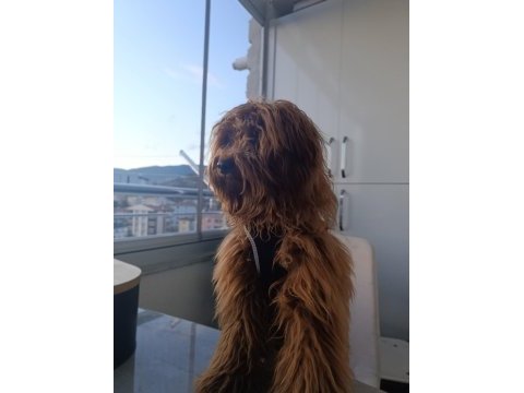 Ömürlük yuvasını arayan sevgi dolu bir dost maltipoo