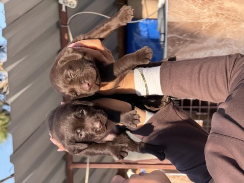 Labrador yavrularımız