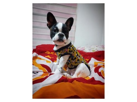 Sıfır masrafla sahip ol french bulldog