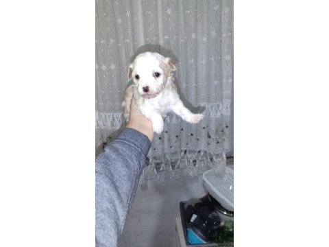 Yeni yavru köpeklerimiz sahiplerini bekliyorlar
