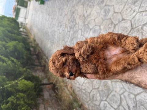 Teacup kan toy poodle bebekler