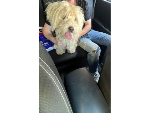 Ücretsiz sahiplendirme köpeğimiz