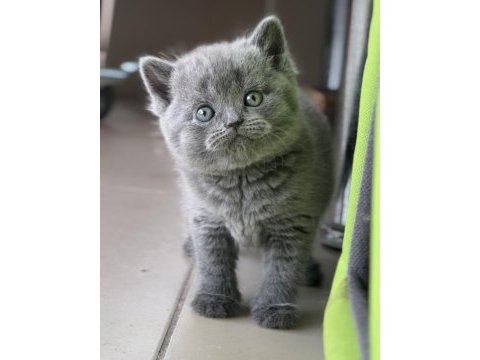 Safkan full british shorthair soy yavrular