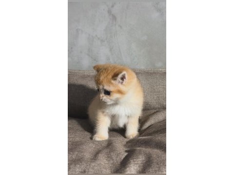 British golden