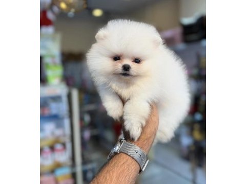 Pomeranian boo teddy