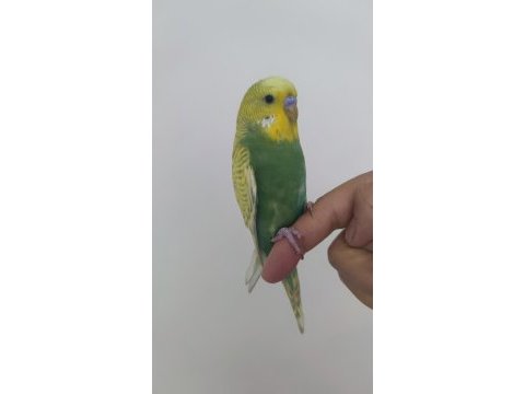 Yavru muhabbet kuşu