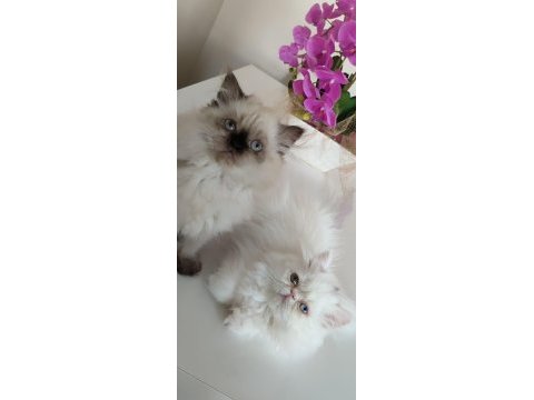 3 aylık dişi iran kedileri