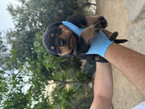 Üst düzey koca kafa rottweiler yavruları
