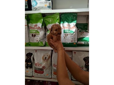 Poodle yavrumuz