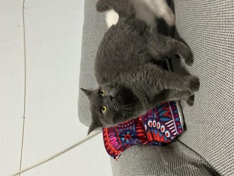 23.03 doğumlu akıllı british shorthair yavru