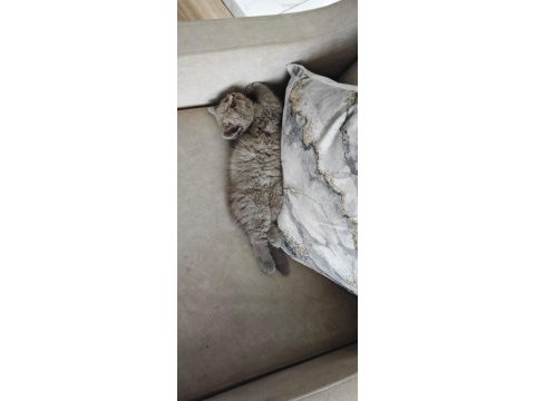 British shorthair 50 günlük