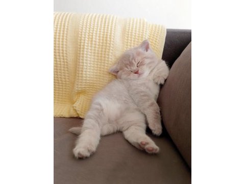 Safkan british shorthair