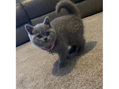 Top kafa gri british shorthair