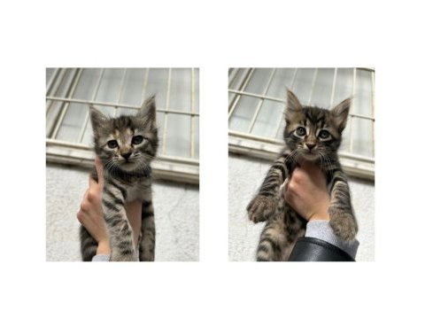 Güzel tekir yavrulara yuva arıyoruz