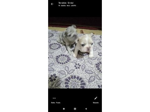 French bulldog yavru 30 günlük dişi ve erkek