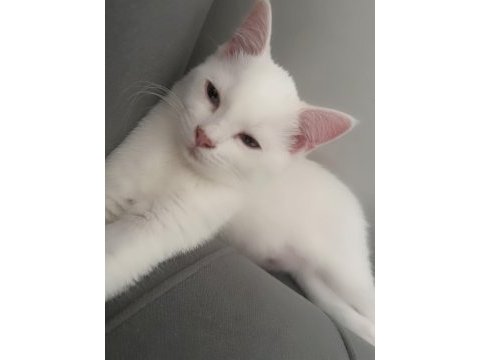 2 beyaz safkan ırk british shorthair dişilerimiz