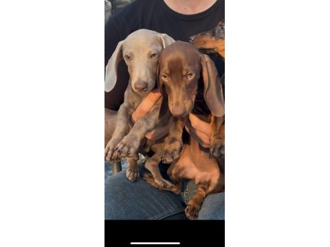 Aşıları bitmiş tuvalet eğitimli sosis dachshund yavrular