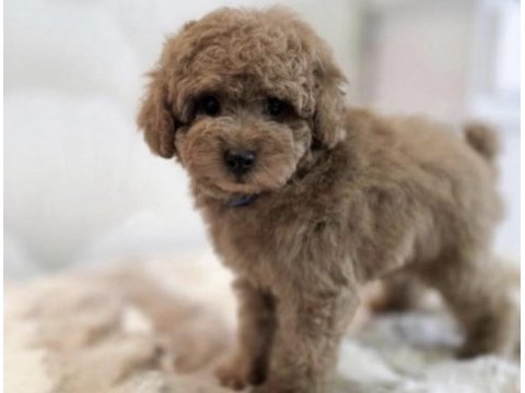 Toy poodle yavru köpeğim